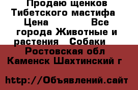Продаю щенков Тибетского мастифа › Цена ­ 45 000 - Все города Животные и растения » Собаки   . Ростовская обл.,Каменск-Шахтинский г.